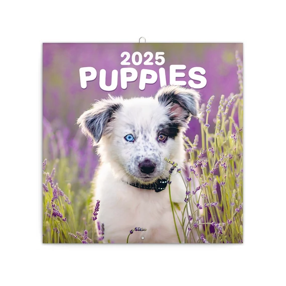 Falinaptár képes lemeznaptár 300x300mm, Puppies Realsystem 2026.
