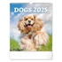 Kép 1/2 - Falinaptár képes  300x340mm Dogs Realsystem 2026.