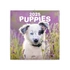 Kép 1/2 - Falinaptár képes lemeznaptár 300x300mm, Puppies Realsystem 2026.